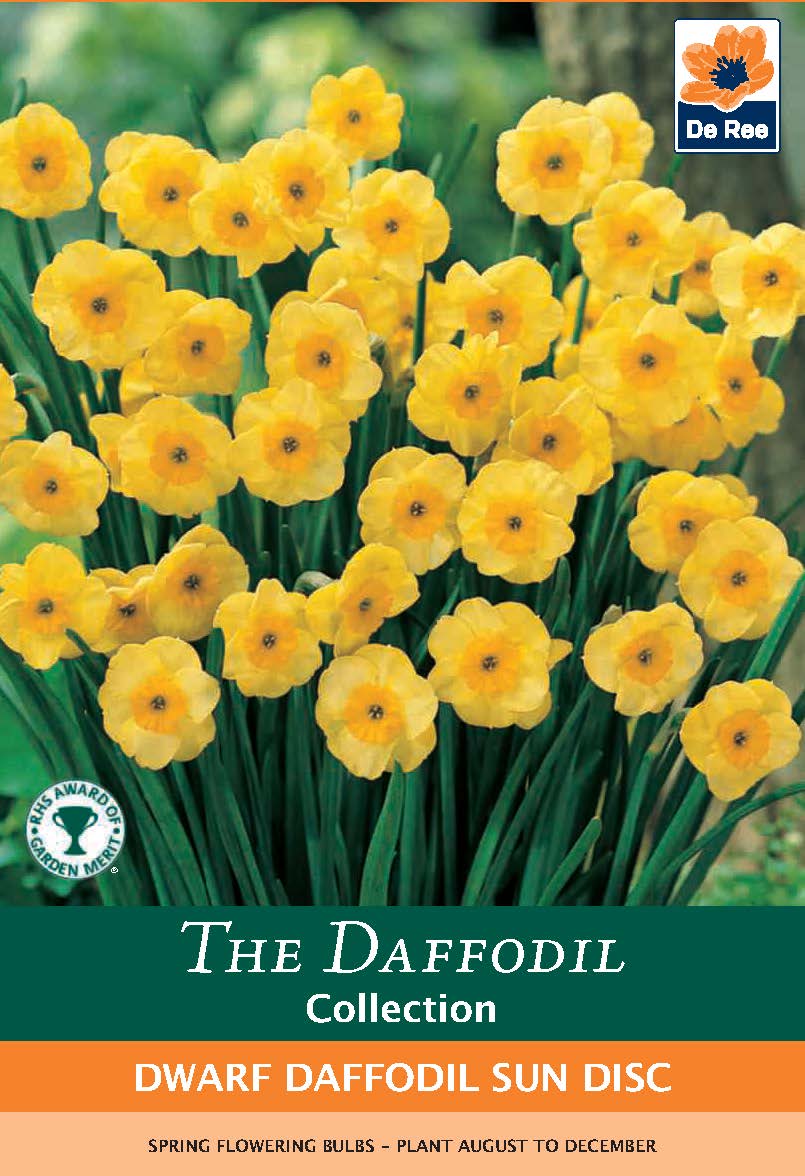 Dwarf Daffodil &#39;Sun Disc&#39; (8 Bulbs)