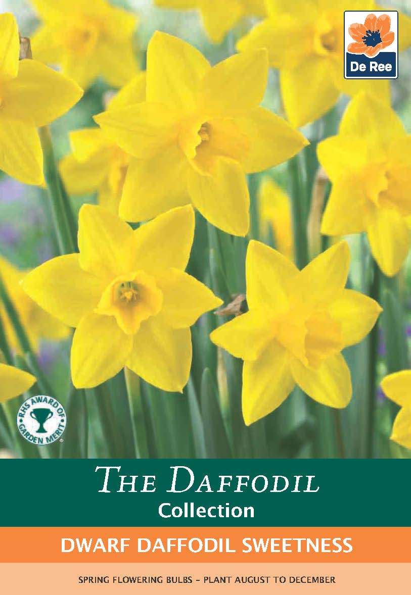 Dwarf Daffodil &#39;Sweetness&#39; (8 Bulbs)