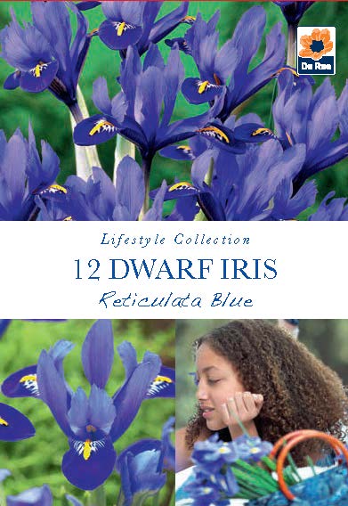 Dwarf Iris 'Reticulata Blue' (12 Bulbs)