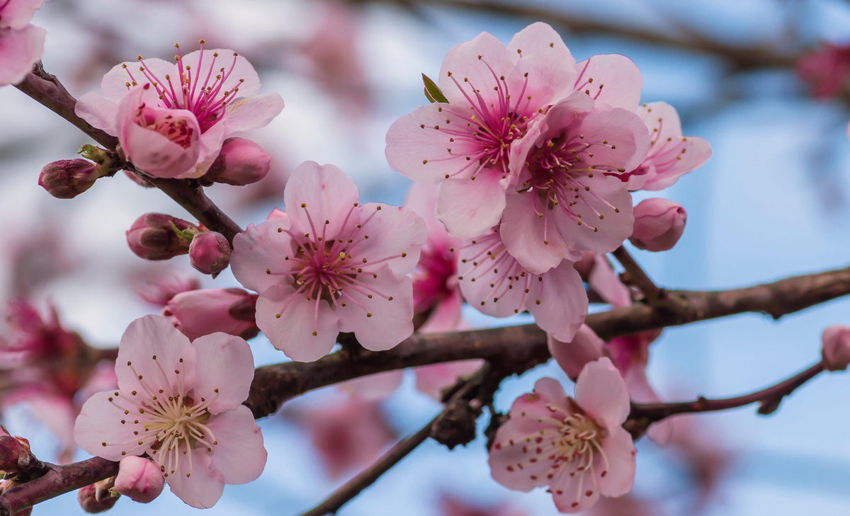 Close-up of pink blooms on the Ornamental Flowering Cherry Blossom Tree Dwarf (Prunus cerasifera ‘Nigra’, 80-100cm), with branches and a blurred sky suggesting more blossoms in the background.
