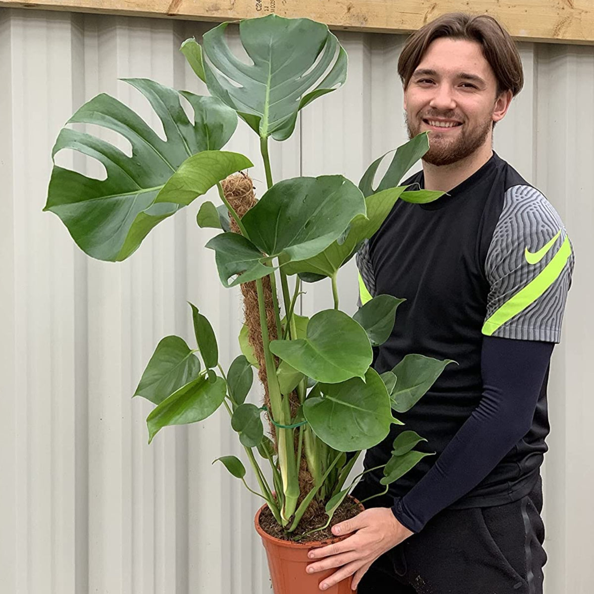 Monstera deliciosa on Moss Pole (Swiss cheese) 80-90cm