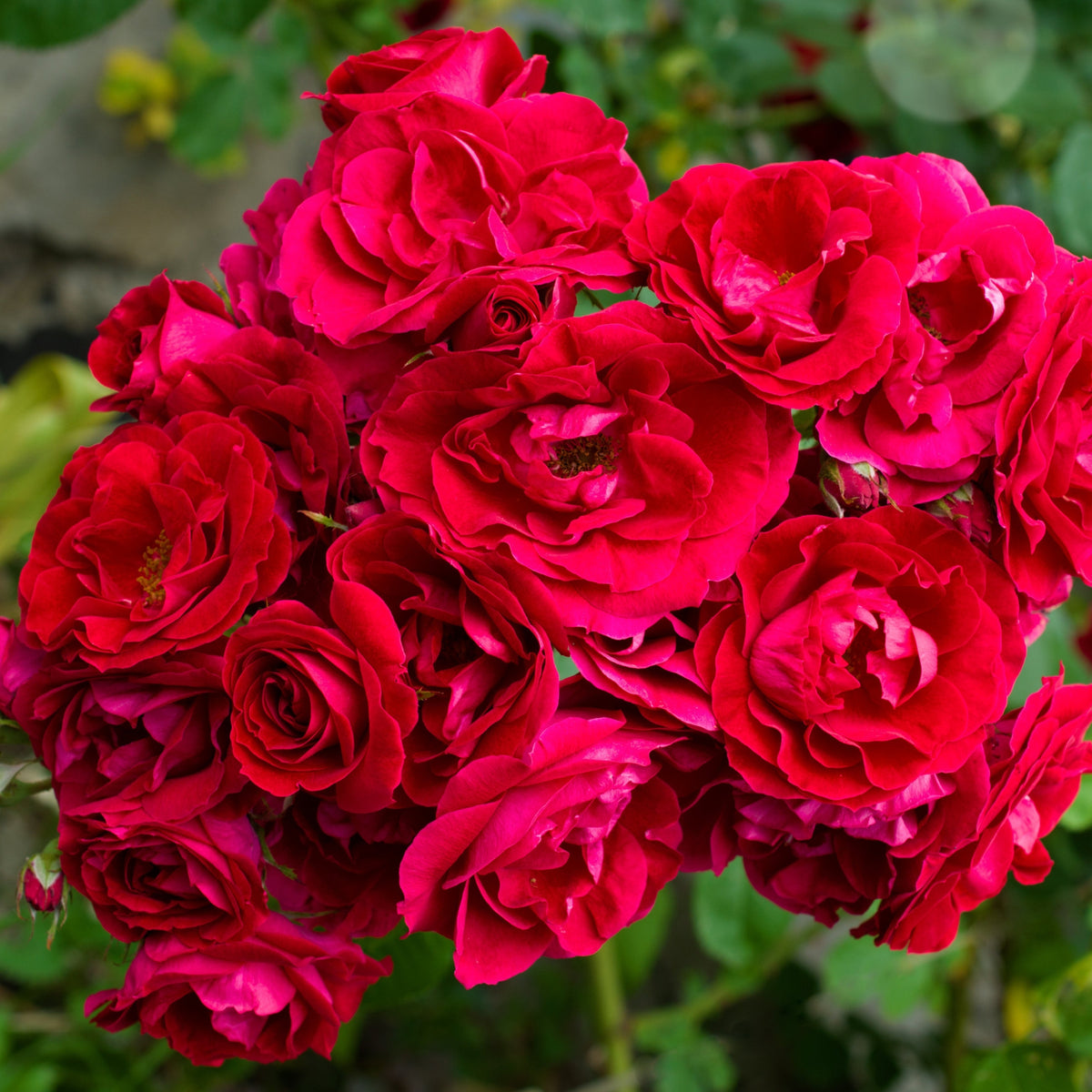 A vibrant cluster of Excelsa - Red Rambling Rose blooms, surrounded by lush green leaves, showcases rich crimson-pink petals and classic summer beauty.