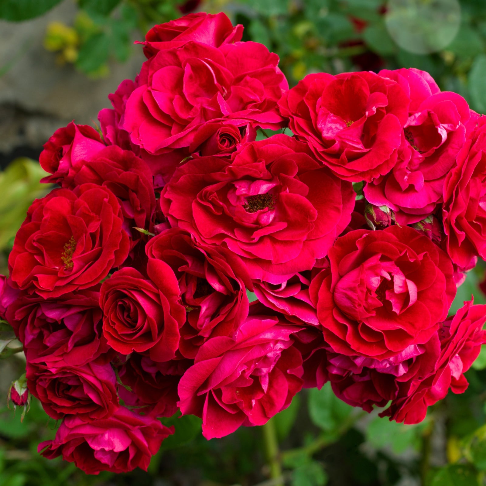 A vibrant cluster of Excelsa - Red Rambling Rose blooms, surrounded by lush green leaves, showcases rich crimson-pink petals and classic summer beauty.