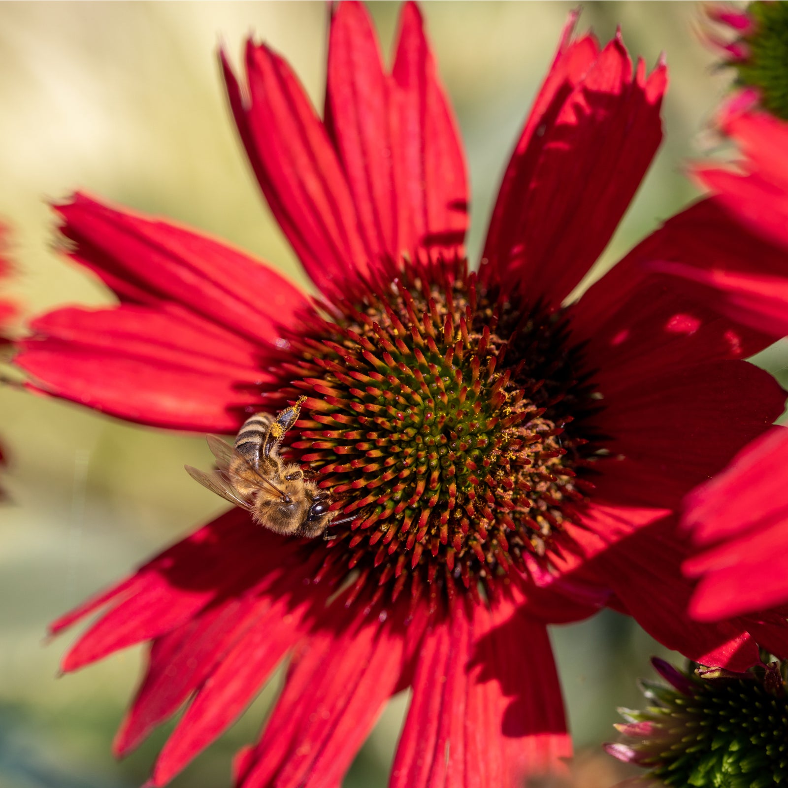 Echinacea purpurea - Red 1.5L displays vibrant red blooms with spiky orange-brown centers on green stems and buds, creating striking perennial color for your garden.