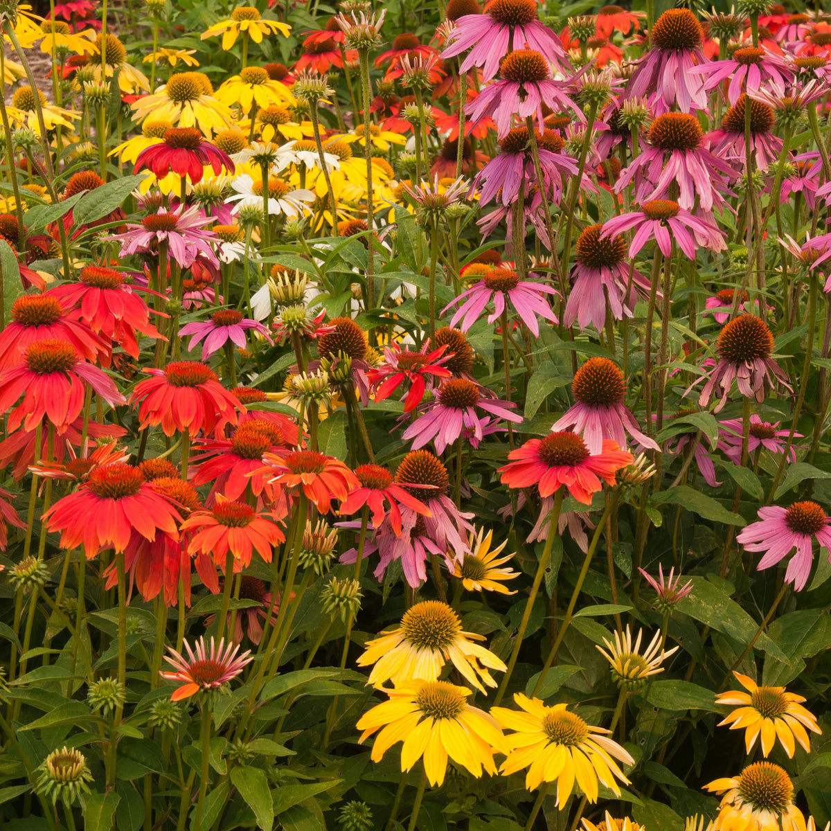 A colorful garden bed with Echinacea purpurea &#39;Butterfly&#39; 1.5L in red, yellow, and purple blooms, attracting pollinators and set among lush green foliage and plenty of buds.