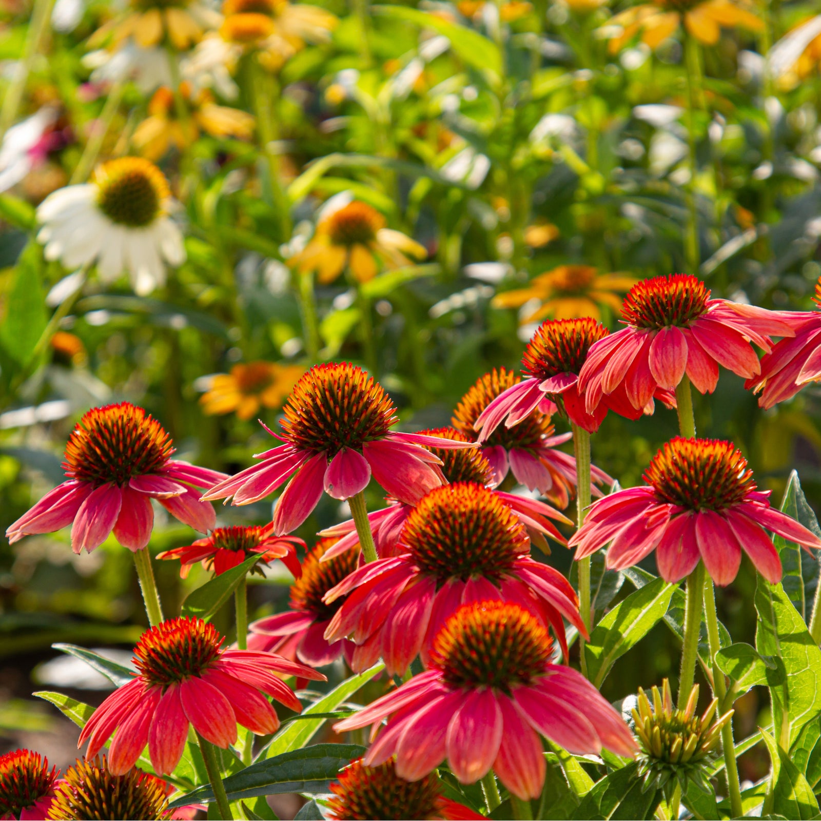 A colorful garden bed with Echinacea purpurea 'Butterfly' 1.5L in red, yellow, and purple blooms, attracting pollinators and set among lush green foliage and plenty of buds.