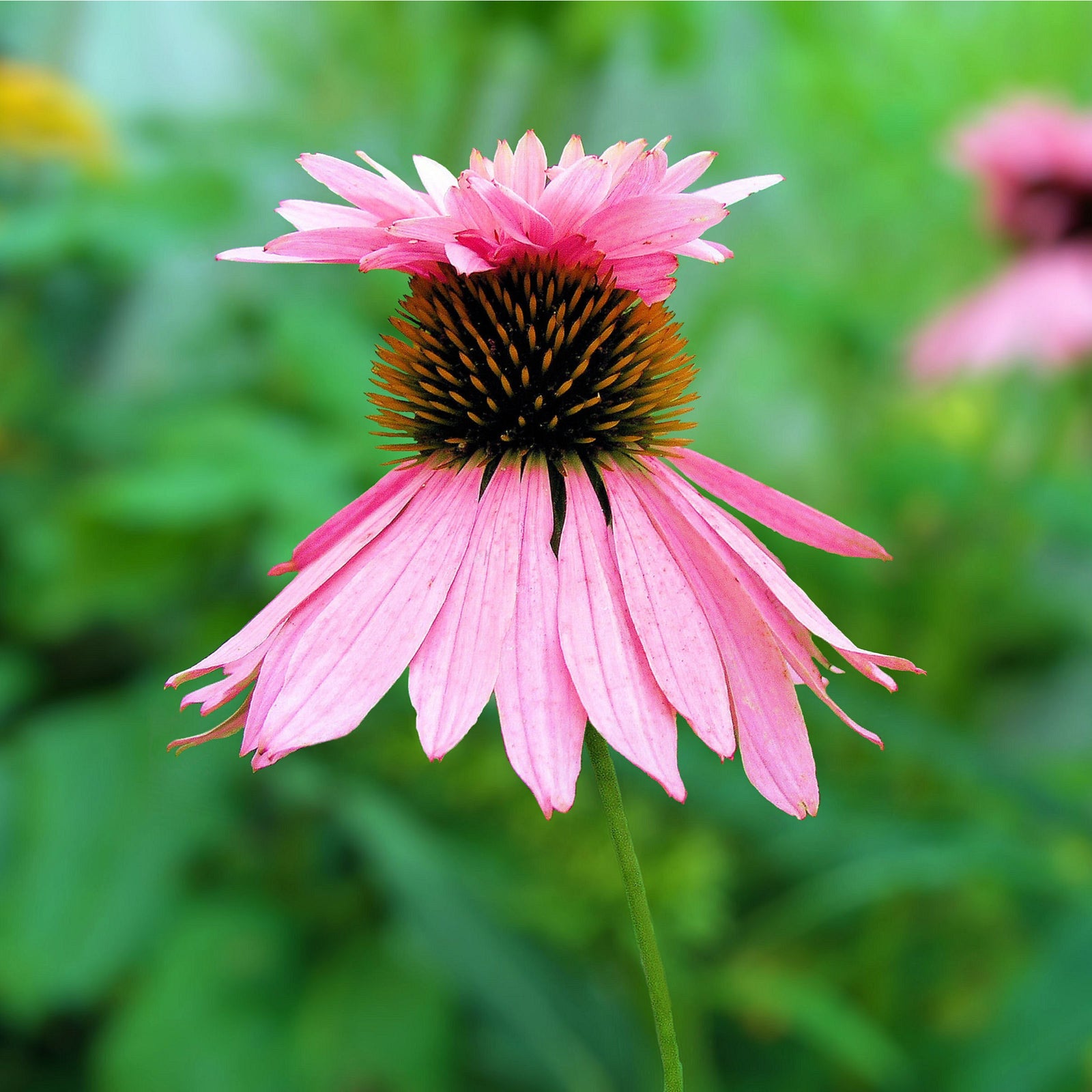 A close-up of Echinacea purpurea 'Double Decker' in a 9cm pot shows its two fused flower heads sharing a dark orange and black center, set against a blurred green background. This hardy perennial is a standout addition to any garden.