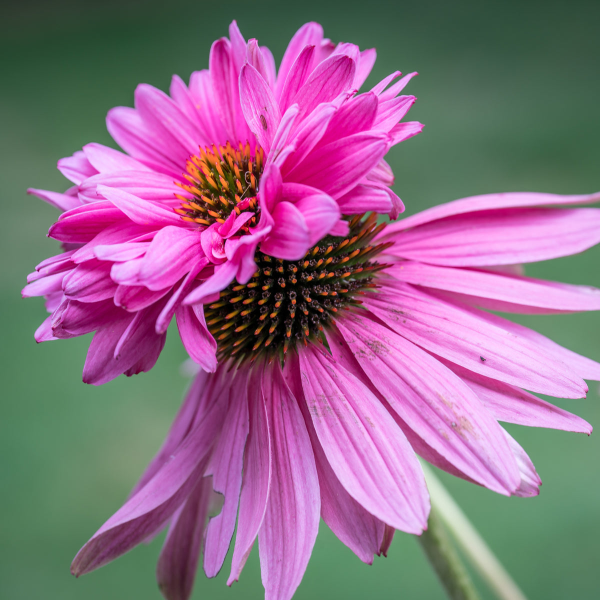 A close-up of Echinacea purpurea &#39;Double Decker&#39; in a 9cm pot shows its two fused flower heads sharing a dark orange and black center, set against a blurred green background. This hardy perennial is a standout addition to any garden.