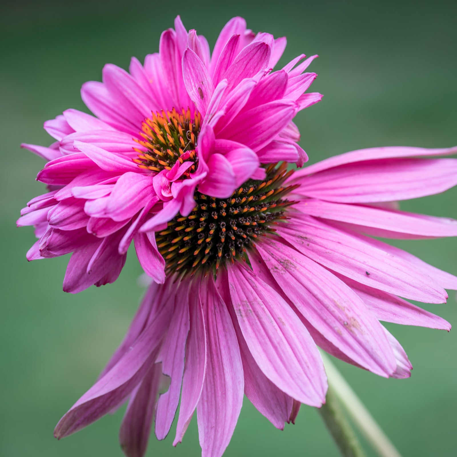 A close-up of Echinacea purpurea 'Double Decker' in a 9cm pot shows its two fused flower heads sharing a dark orange and black center, set against a blurred green background. This hardy perennial is a standout addition to any garden.