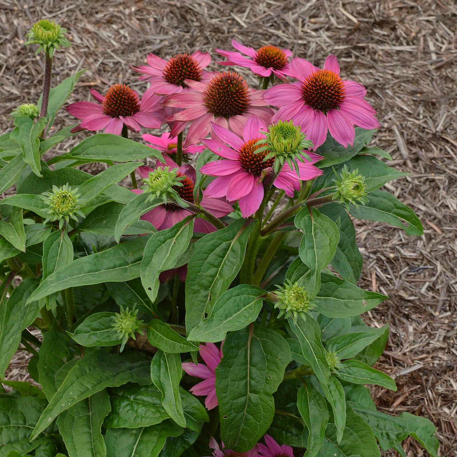 Echinacea purpurea 9cm / 2L