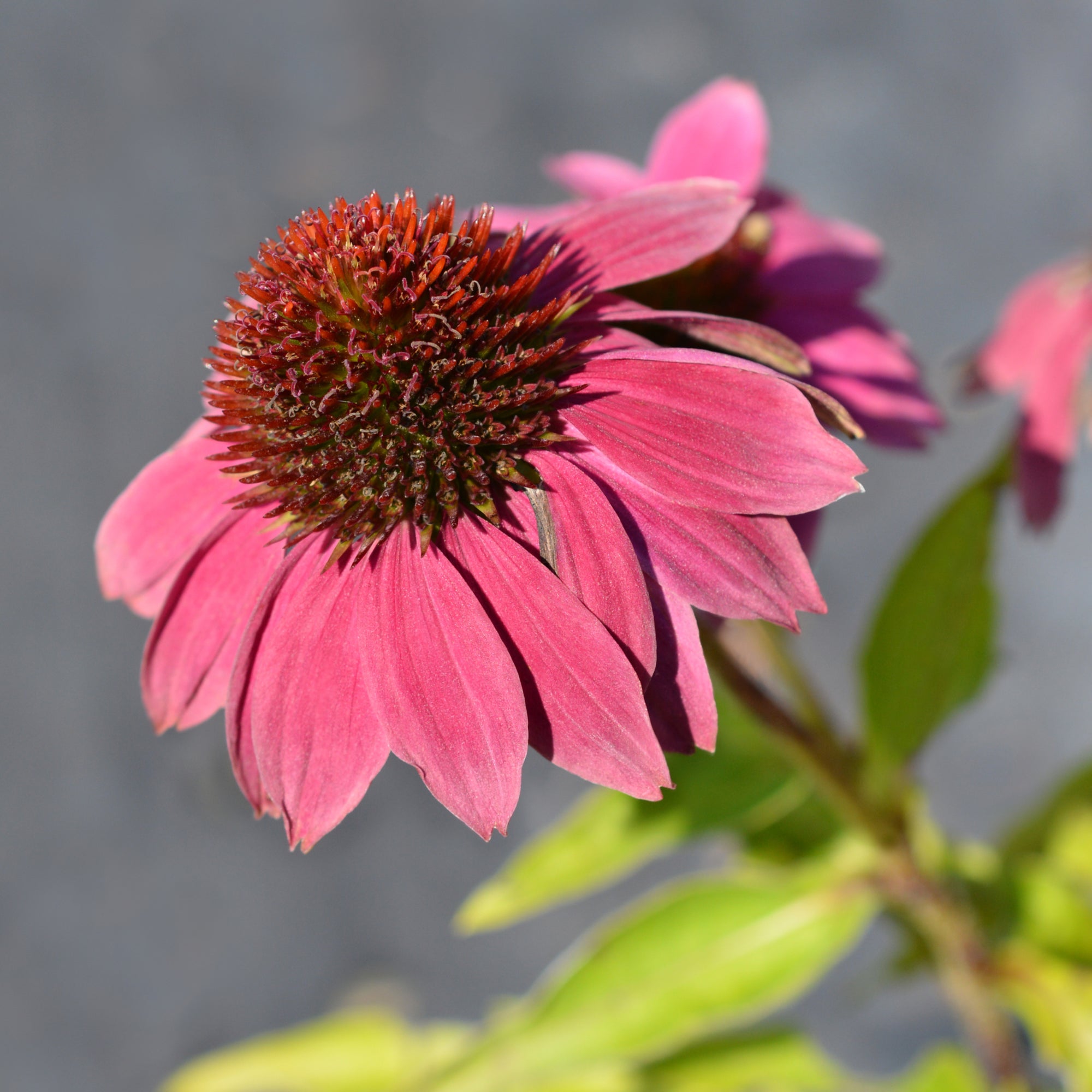 Echinacea purpurea 9cm