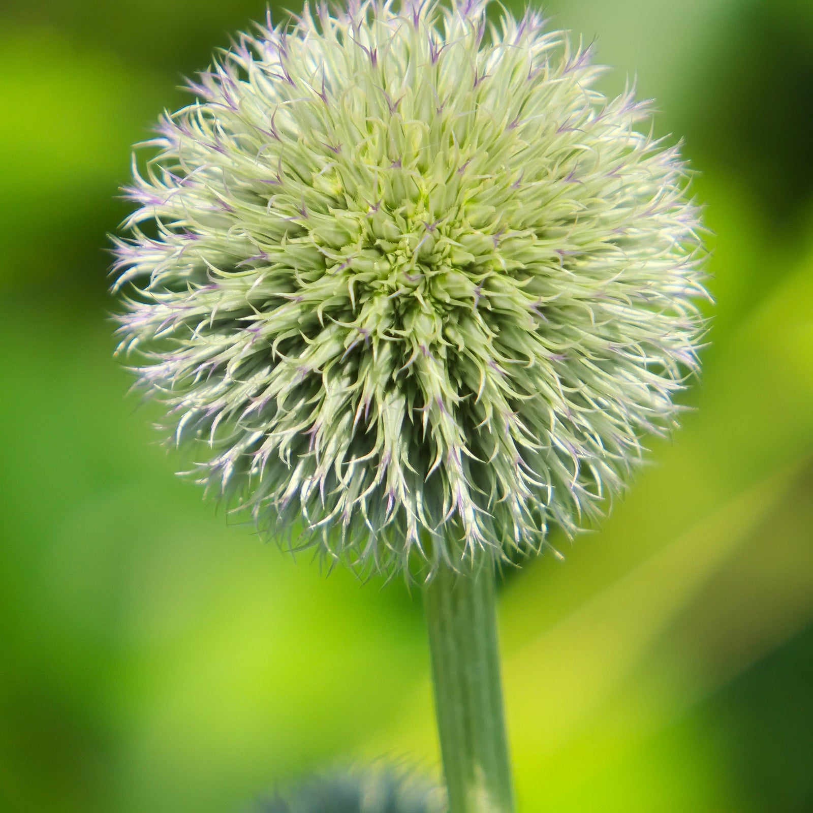 Close-up of Echinops sphaerocephalus 'Artic Glow' 1L, featuring spiky, globe-shaped flowers and green stems against a soft pink and green garden background—a striking perennial ideal for borders.