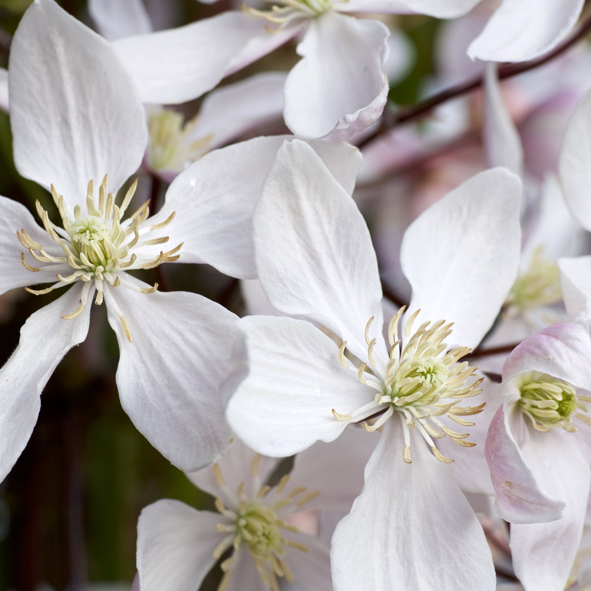 Clematis armandii - &#39;Enham Star&#39;  (Evergreen and Fragrant)