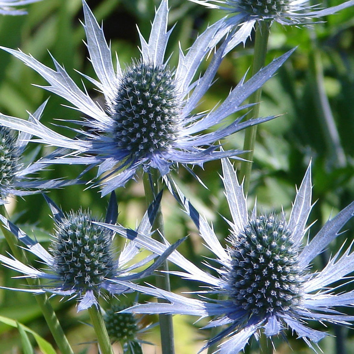 Eryngium &#39;Miss Marbel&#39; 1L features spiky blue-purple flowers with star-like petals and thistle-shaped centers, making this perennial ideal for attracting pollinators to your sunlit garden among lush green foliage.