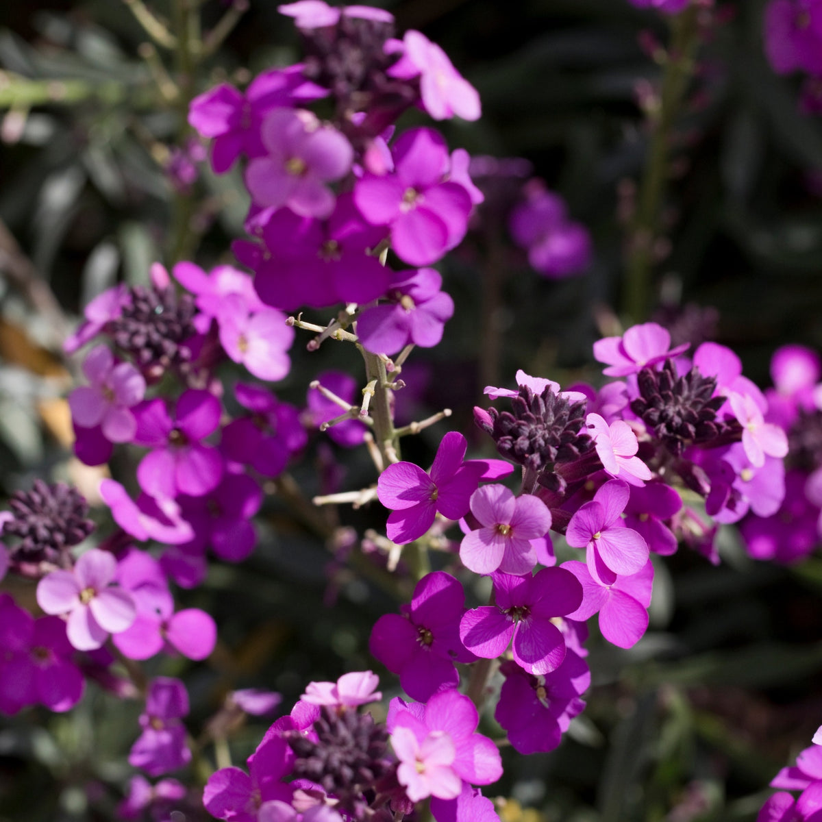 Erysimum &#39;Bowles Mauve&#39; (Three Sizes Available)