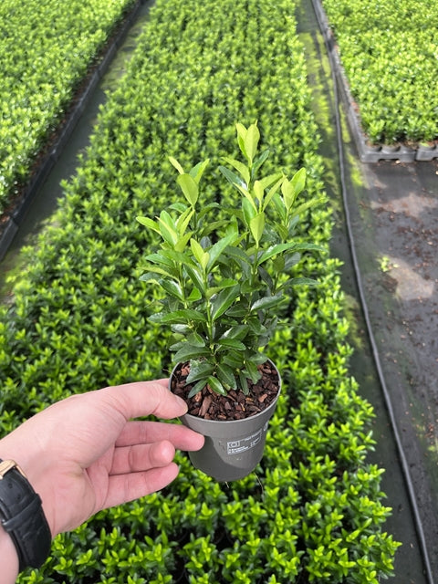 A hand holds a Euonymus japonicus &#39;Green Spire&#39; (Multibuy Offers Available) above rows of similar nursery plants, highlighting its healthy, lush foliage—ideal for garden borders or low hedges in any landscape.