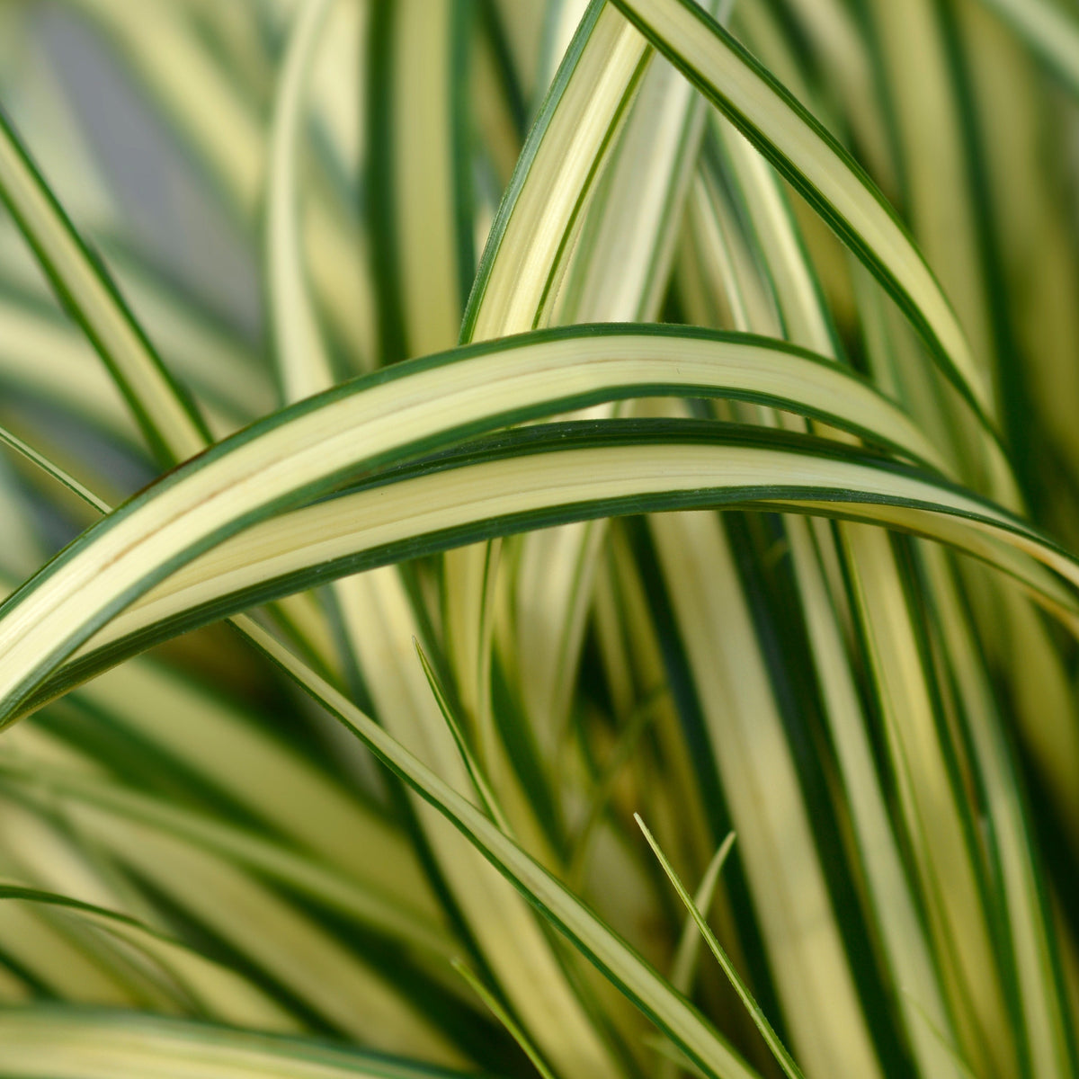 Close-up of long, narrow leaves with green edges and creamy yellow centers, highlighting the striped pattern typical of Carex oshimensis &#39;Evergold&#39; Grass (8cm / 1L / 2L / 3L), a hardy, low maintenance ornamental plant.