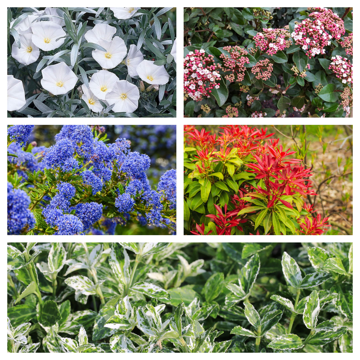 A vibrant collage shows the Hardy Evergreen Mixed Shrub Deal (5 x 9cm Pots) featuring white morning glory, pink viburnum, blue ceanothus, red-tipped pieris, and green variegated euonymus for year-round colour in your garden.