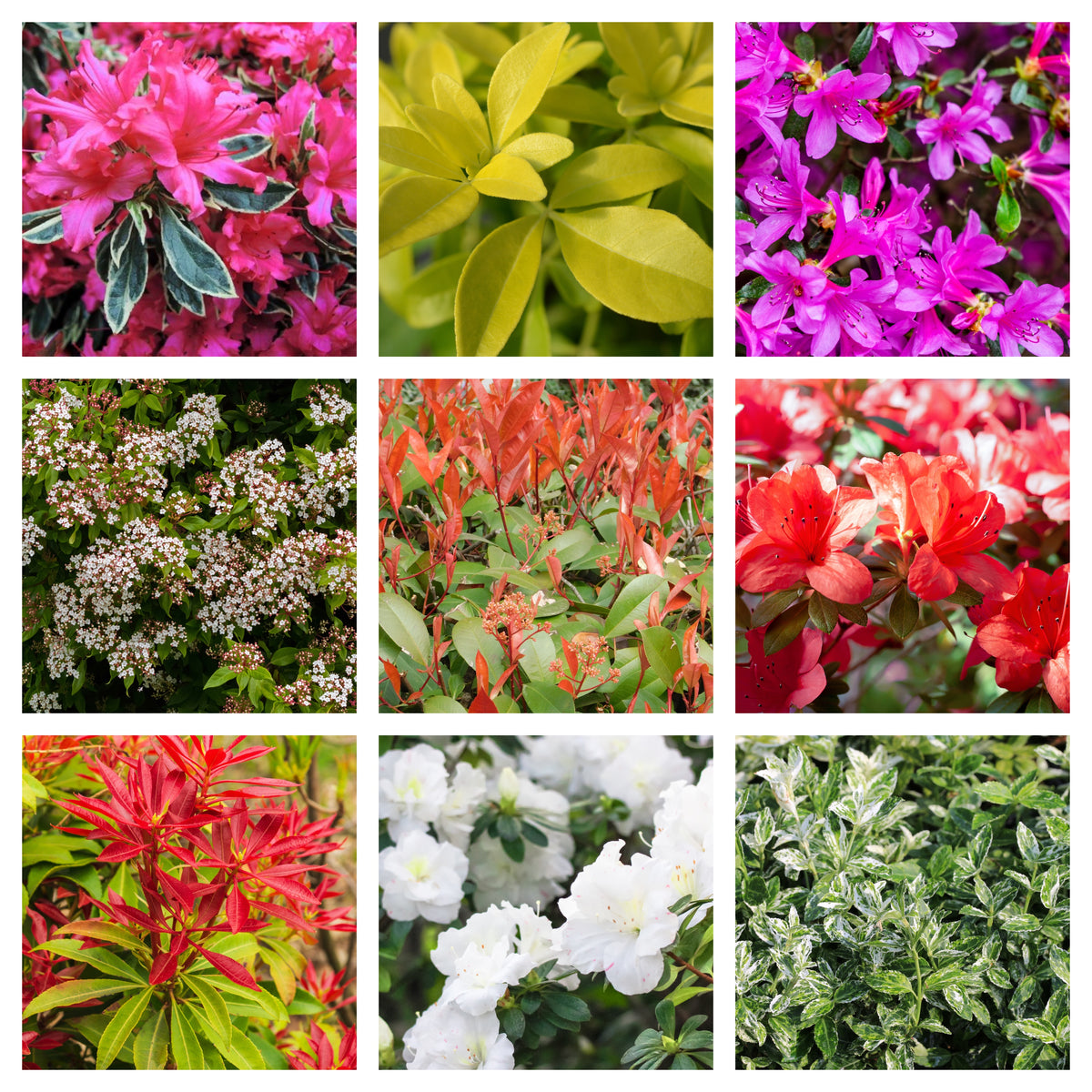 Evergreen Shrub Mix - 5 Plants in 1L Growers Pots