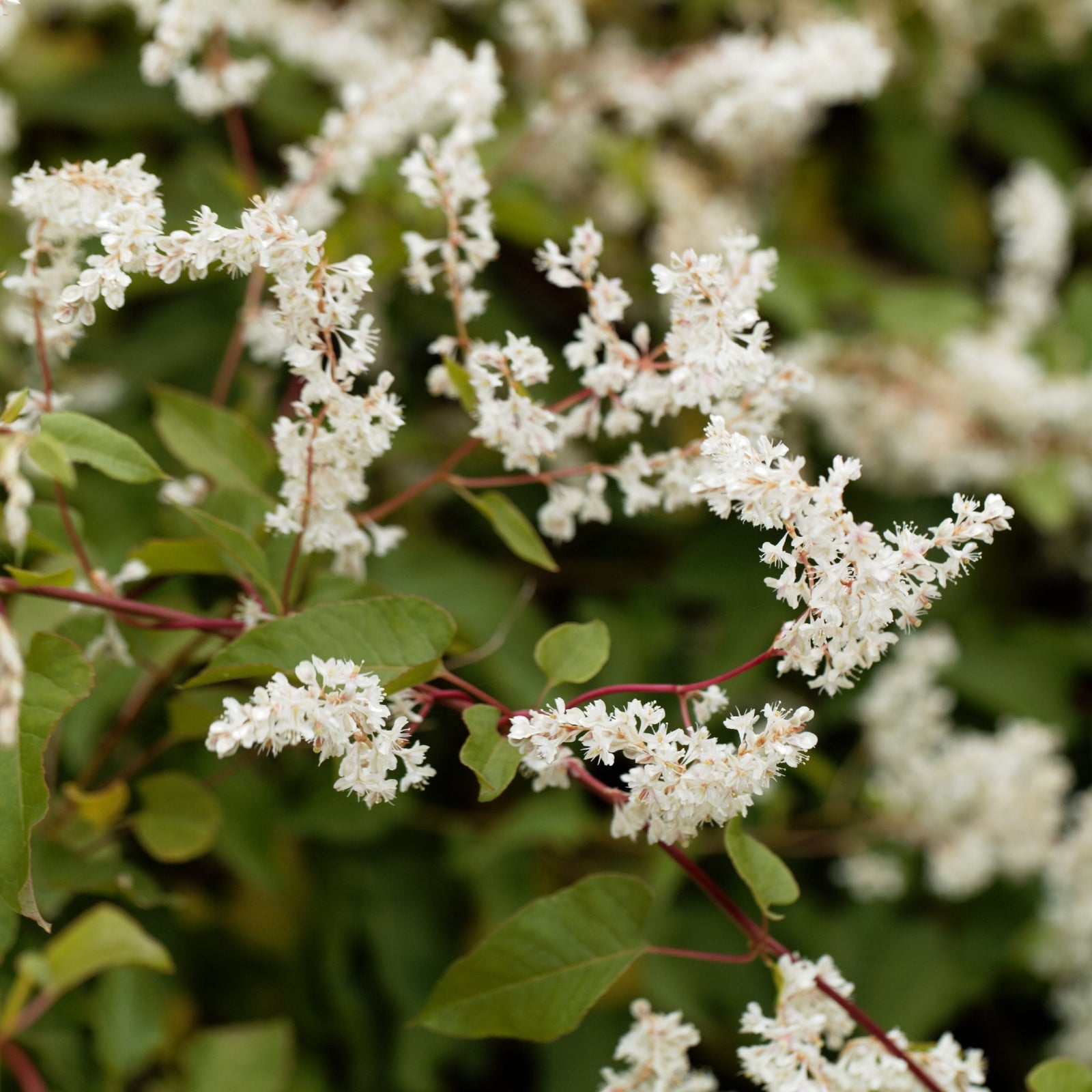 Close-up of Fallopia baldschuanica (Russian Vine), a vigorous climber, showing clusters of small white flowers and green leaves—ideal for quickly covering unsightly structures.