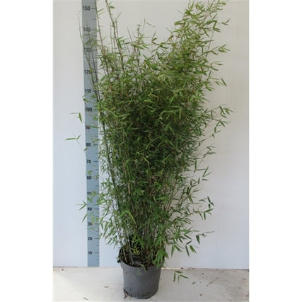 A Fargesia Juizhaigou Genf &#39;Red Dragon Bamboo&#39; 10L (1.5m) with slender green leaves stands before a height chart, reaching approximately 140 cm, against a plain white background.