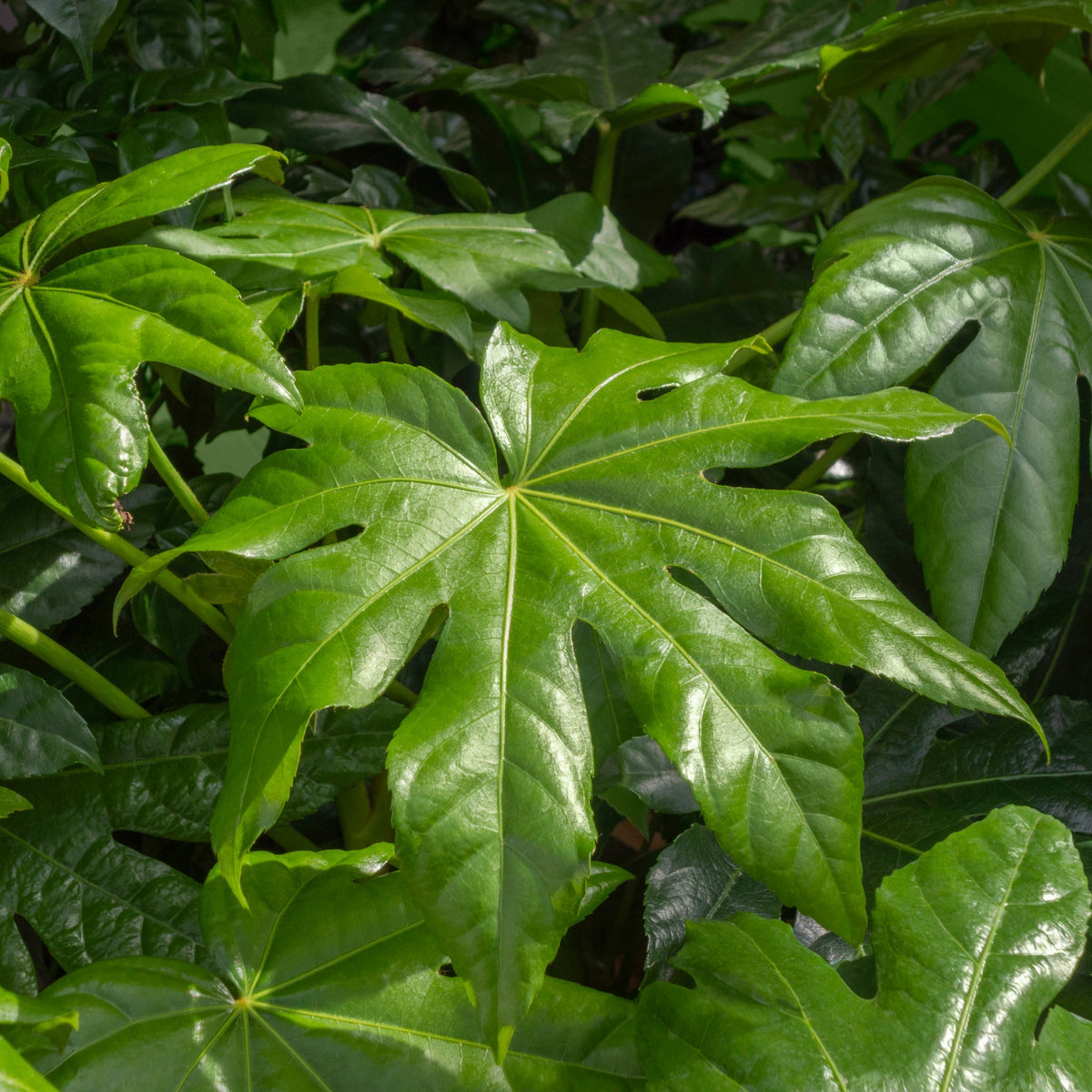 A close-up of glossy, deeply lobed green leaves with prominent veins on the evergreen shrub Fatsia japonica 2L (60-70cm), surrounded by similar lush foliage.