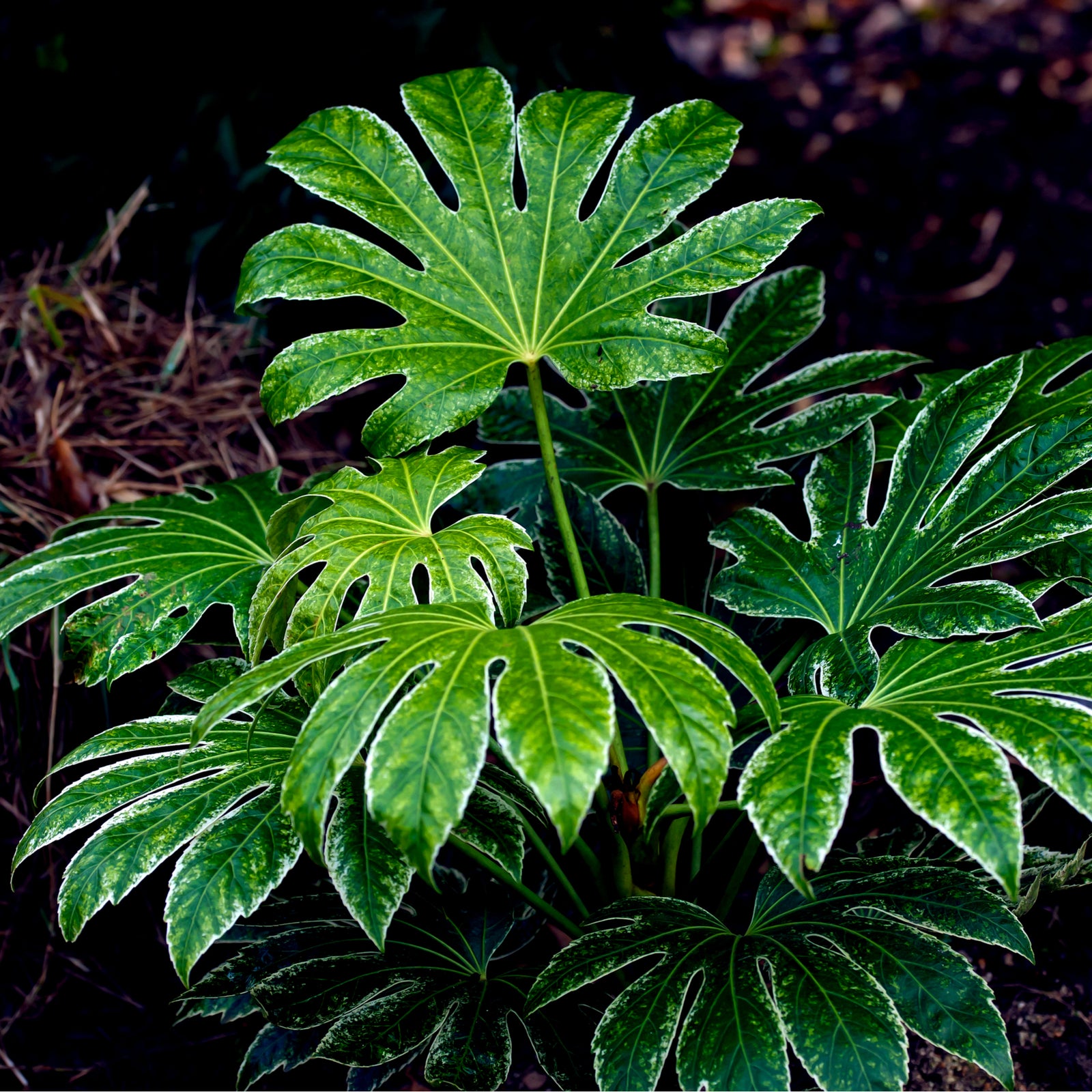 Close-up of Fatsia japonica 'Spider's Web' 9cm-7.5L, an evergreen shrub with deep-lobed, jagged leaves displaying striking green and white marbled patterns. Bright sunlight highlights the intricate coloration of this shade-tolerant houseplant.