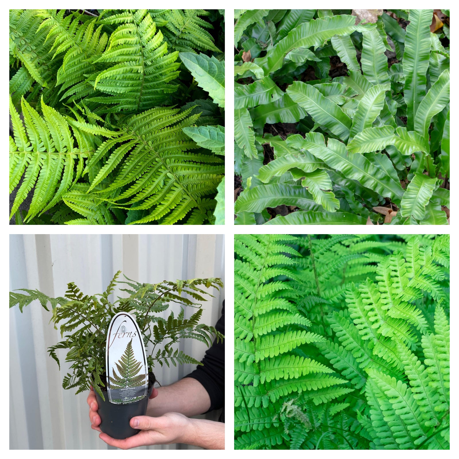 A smiling man with brown hair and a beard holds a Mix of 3 Ferns 11cm / 2L / 3L—ideal low-maintenance, shade-loving plants—standing before rows of greenery at a garden center.