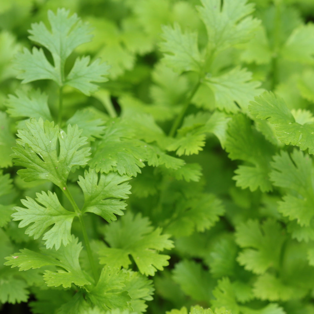 Close-up of Italian Flat-Leaved Parsley (Herb) 9cm, with lush green leaves growing densely and displaying their signature flat, serrated edges—perfect for culinary use.
