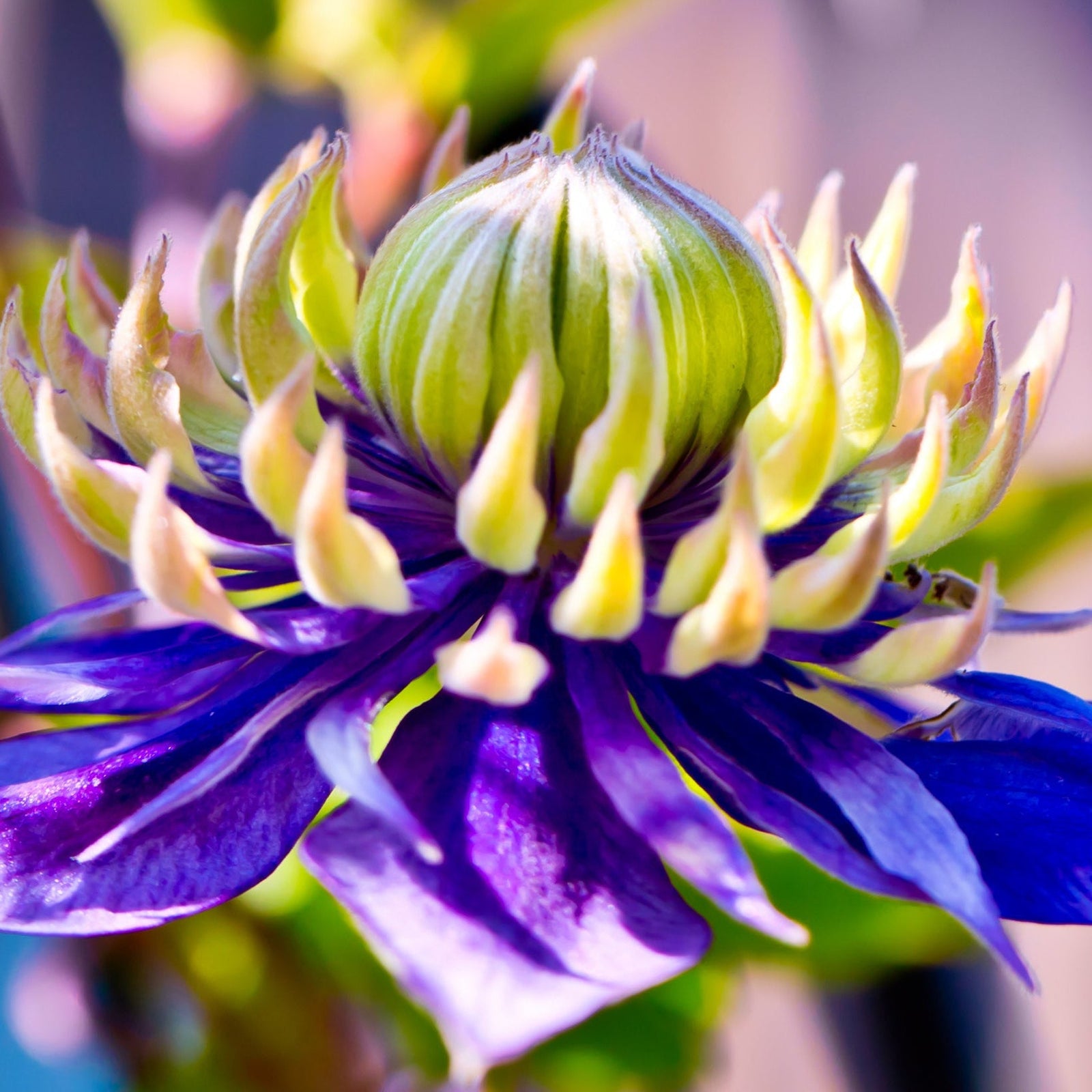 Close-up of Clematis florida 'Taiga' (75-85cm) showing its vibrant purple petals and green pointed sepals around a tightly closed bud, set against a softly blurred background.