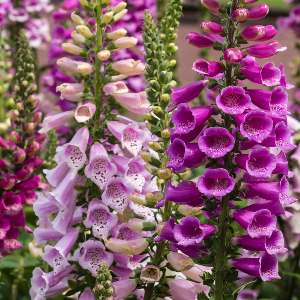 5 Perennials for a Shady Site