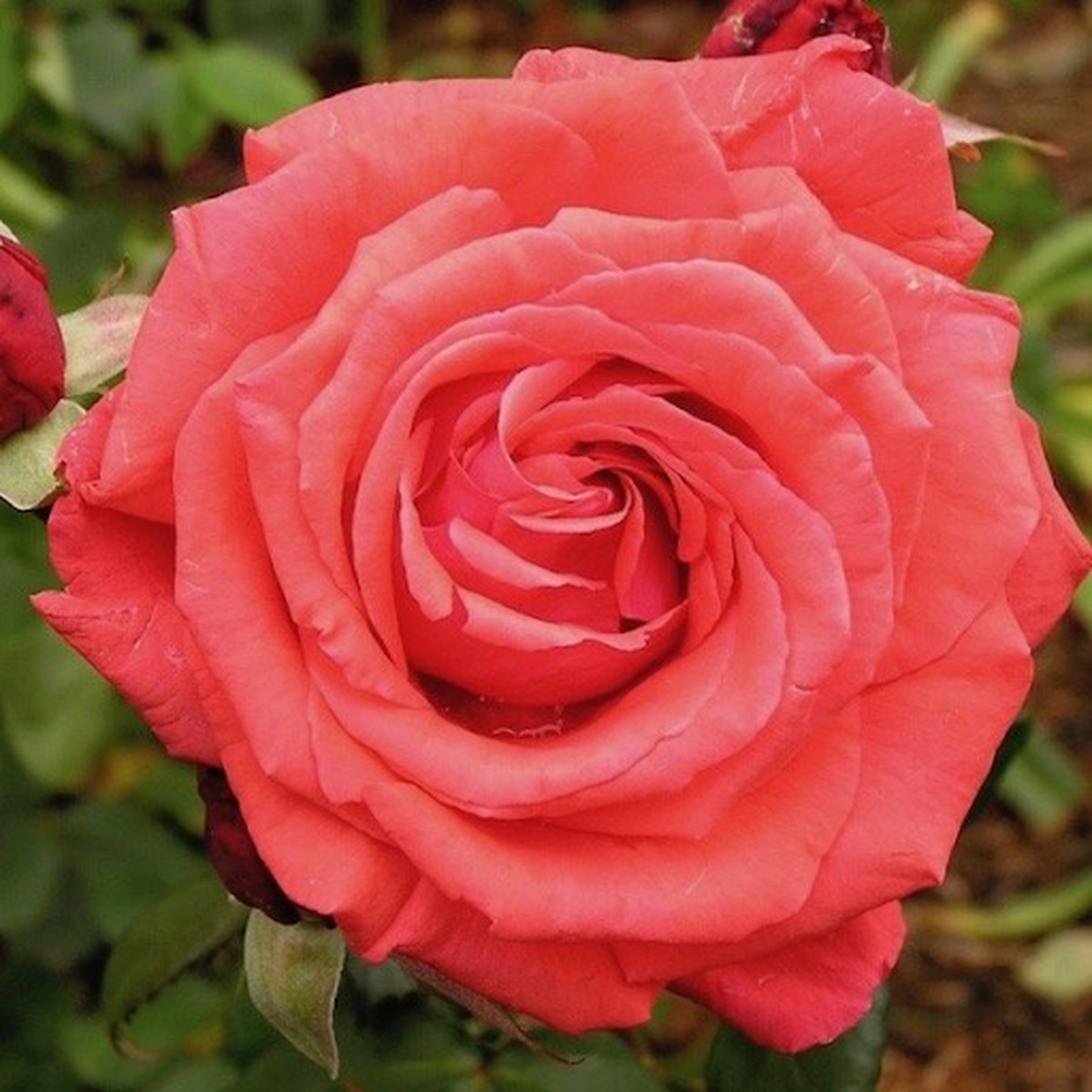 Close-up of a blooming Fragrant Cloud Hybrid Tea Rose 4L (PRE ORDER DECEMBER '25) with vivid coral red petals, surrounded by green leaves and softly blurred rosebuds in the background.
