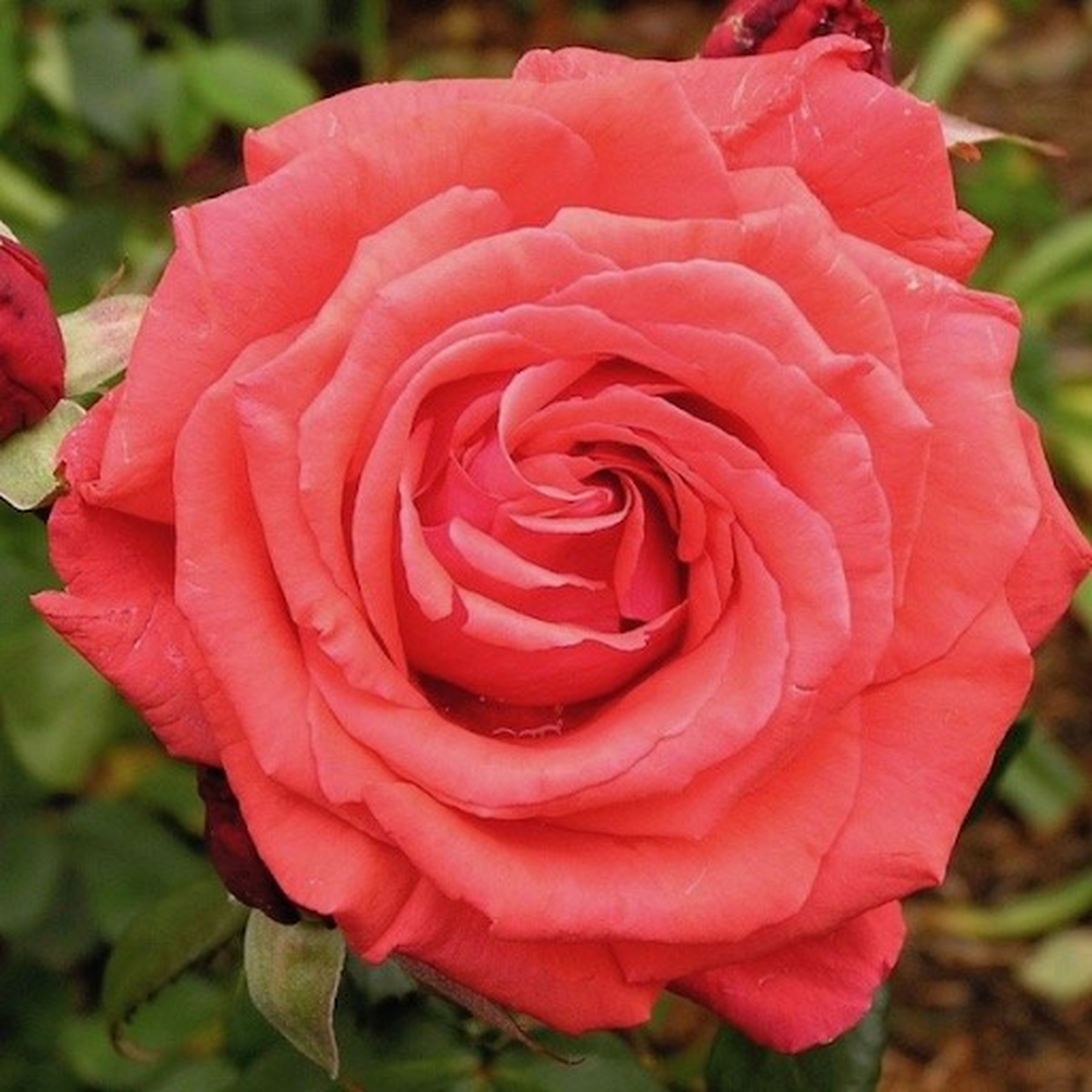 Fragrant Cloud Hybrid Tea Rose