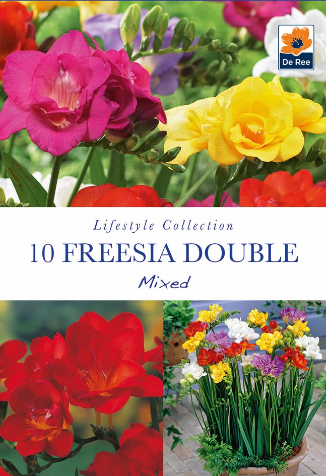 Freesia Double Mixed Bulbs (10 Bulbs)