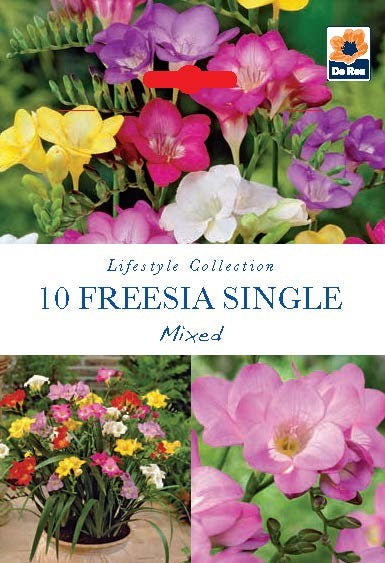 A packet with vibrant freesia images and the De Ree logo in the top right, labeled Lifestyle Collection Freesia Single Mixed (10 Bulbs)—ideal for adding color and fragrance to your summer garden.