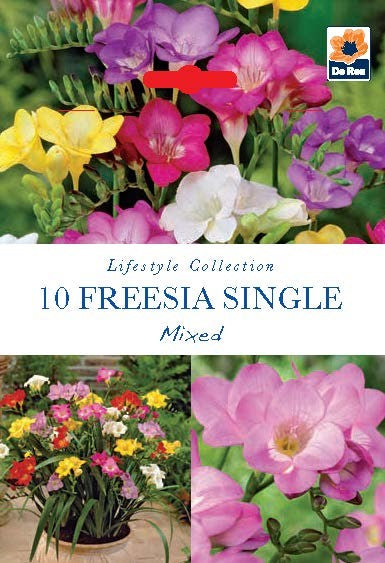 Freesia Single Mixed (10 Bulbs)