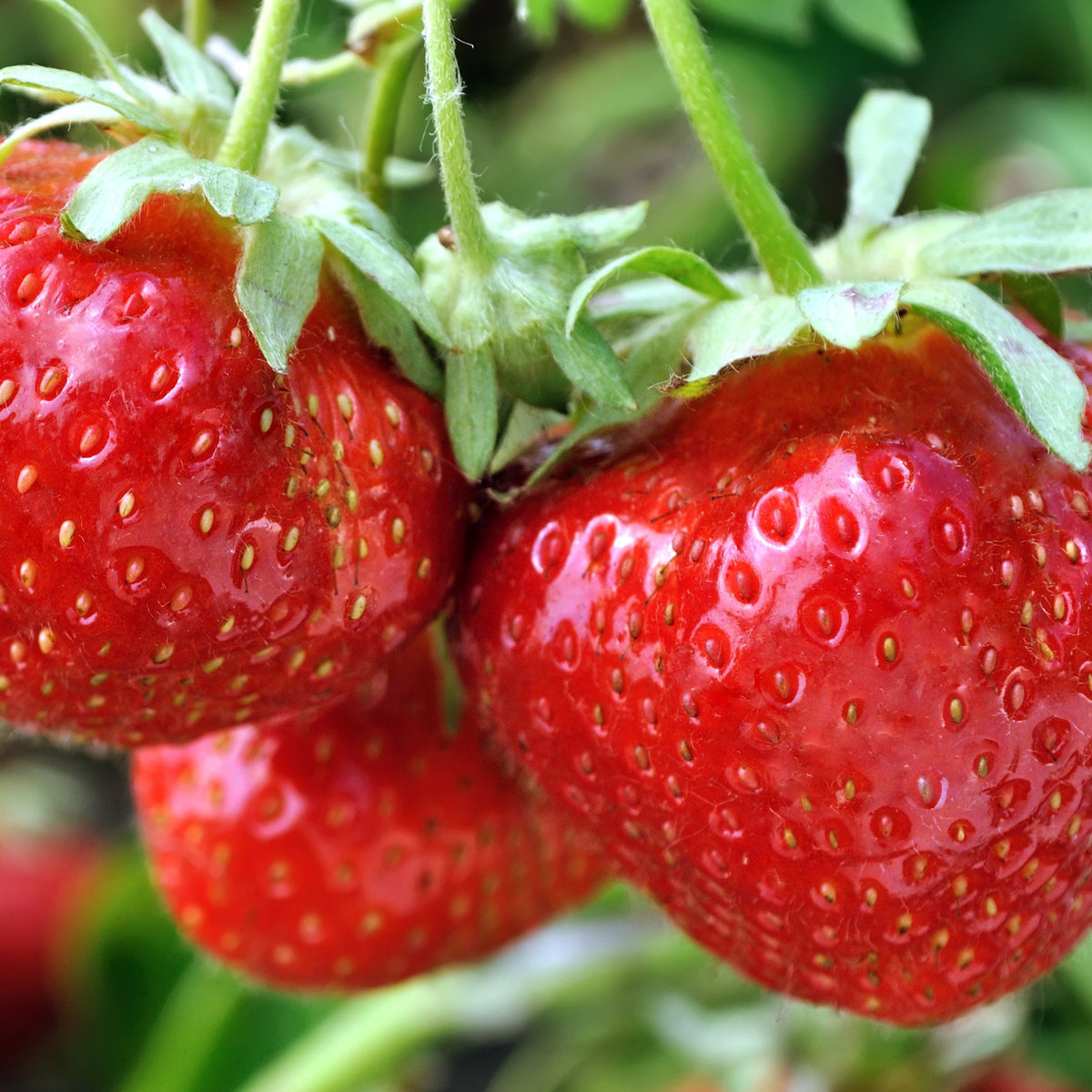 Close-up of ripe, red Strawberry | Fragaria vesca Alexandra in a 9cm pot, showing compact perennial berries with glossy skin, visible seeds, and green leaves attached, highlighting their freshness on the plant.
