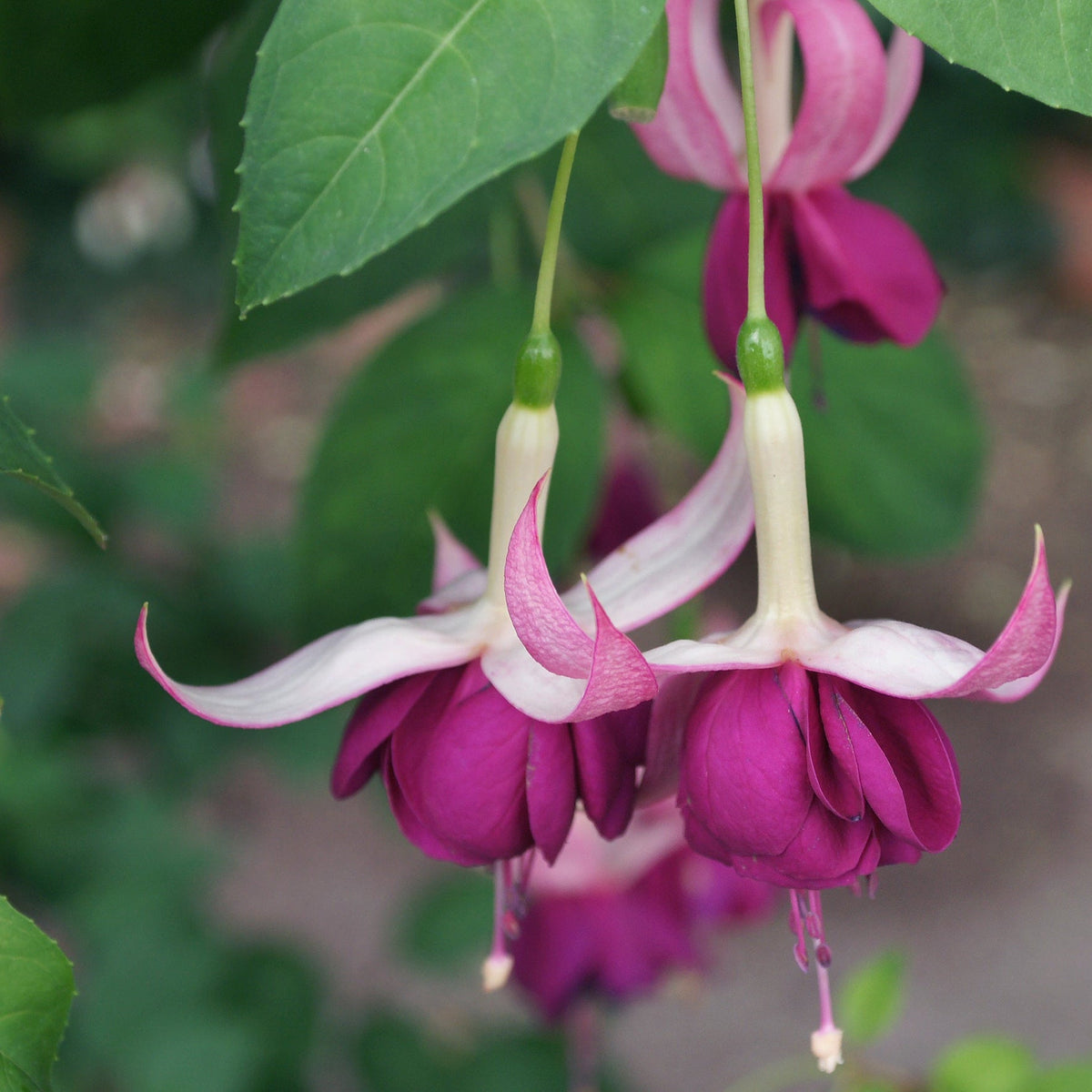 Hardy Fuchsia &#39;Delta&#39;s Sarah&#39; 2L