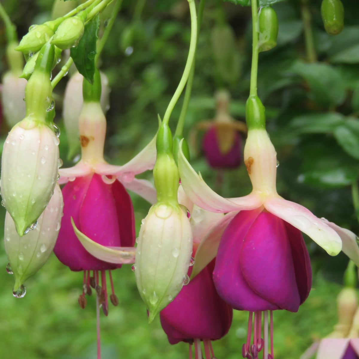 Hardy Fuchsia &#39;Delta&#39;s Sarah&#39; 2L
