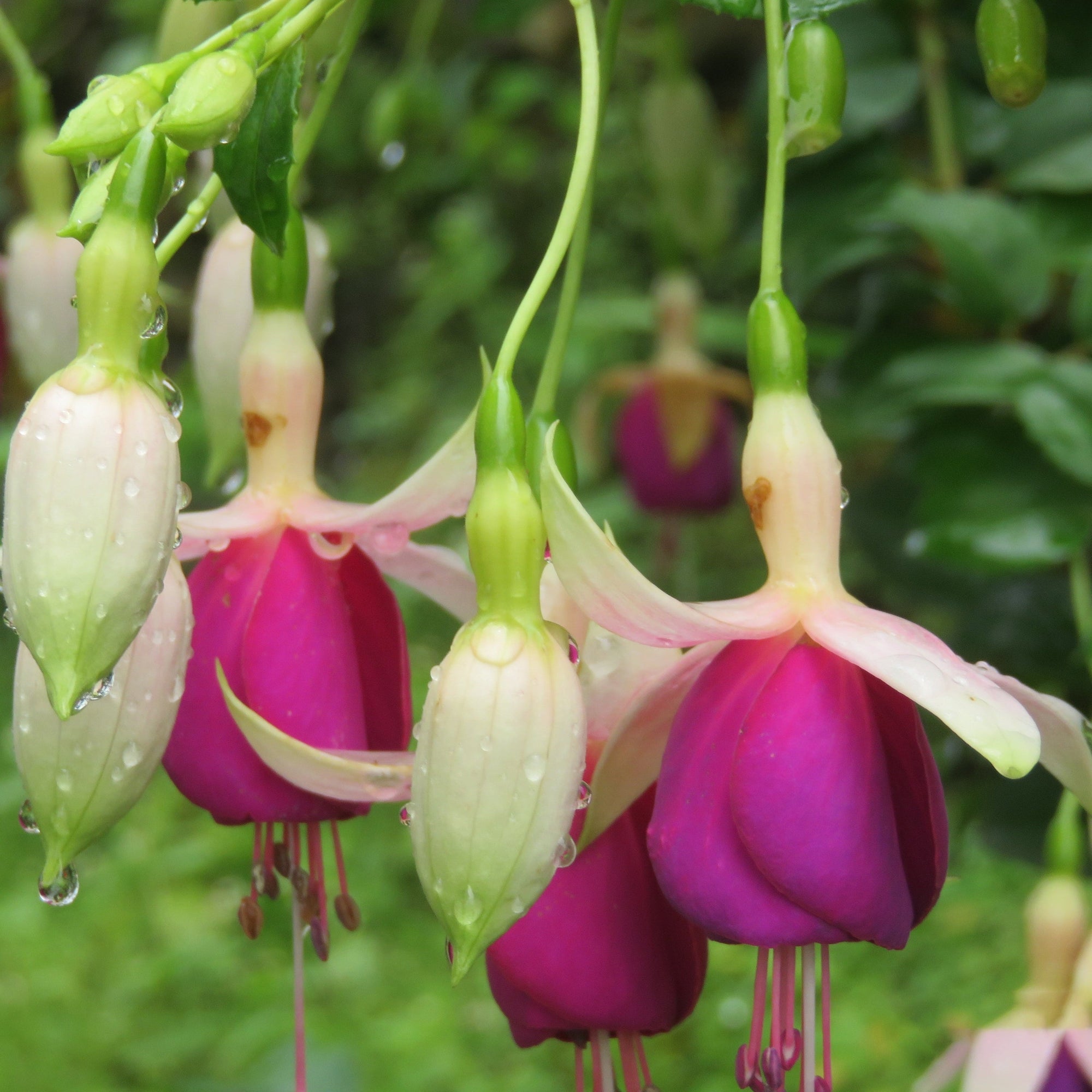 Hardy Fuchsia 'Delta's Sarah' 2L