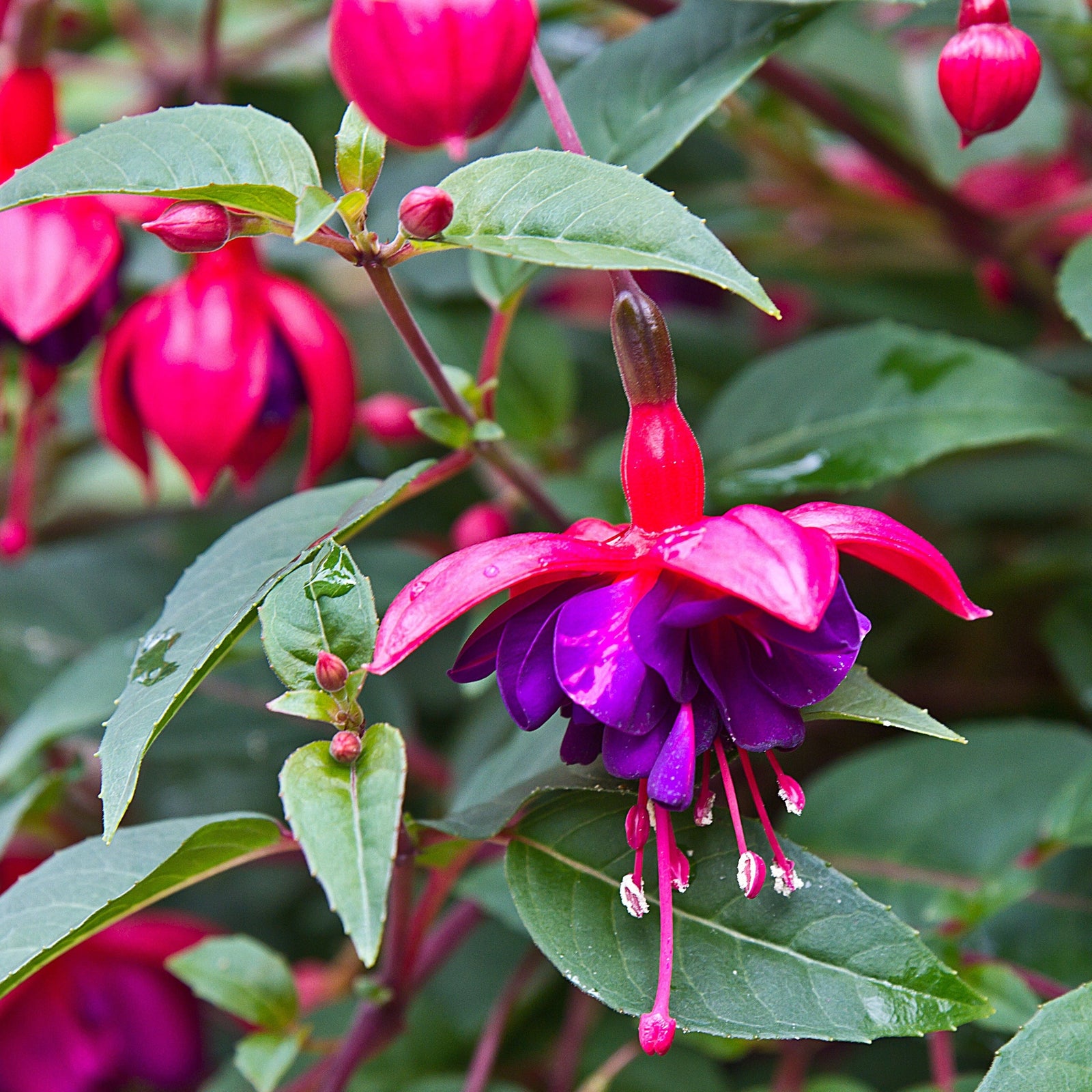 A close-up of Fuchsia Dollar Princess - Upright (9cm Pot) shows vibrant double blooms with bright pink sepals and deep purple petals, surrounded by green leaves. Ideal for containers, its downward flowers have long white-tipped stamens.