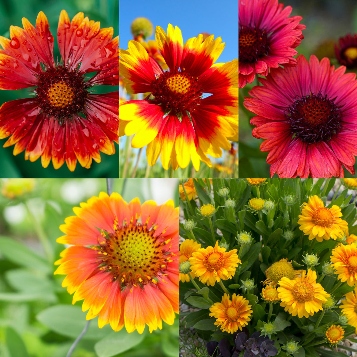 SPECIAL OFFER: Gaillardia - Mix of 5 features five perennial blanket flowers with vibrant red, yellow, and orange daisy-like blooms, set against lush green foliage and blue skies, adding a burst of color to any garden.
