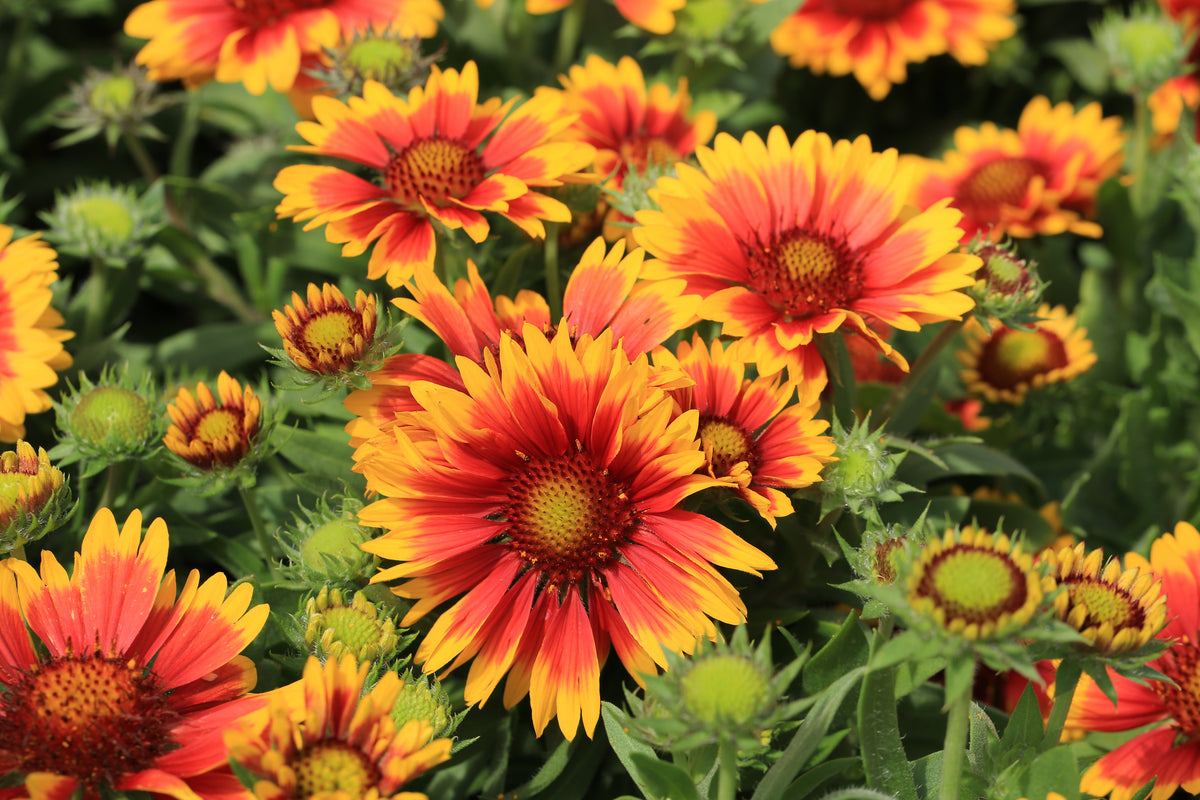 A cluster of vibrant blanket flowers with red centers and yellow-tipped petals, from &quot;5 Perennials for a Sunny Site,&quot; thrives as a perennial in full sun, surrounded by green leaves and unopened buds.