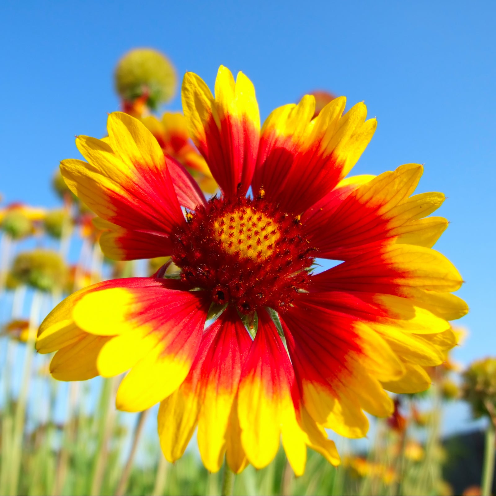 A close-up of the Gaillardia - Copper Sun (Blanket Flower) 2L, highlighting vibrant red petals with yellow tips, a striking red and yellow center, and softly blurred green leaves in the background.