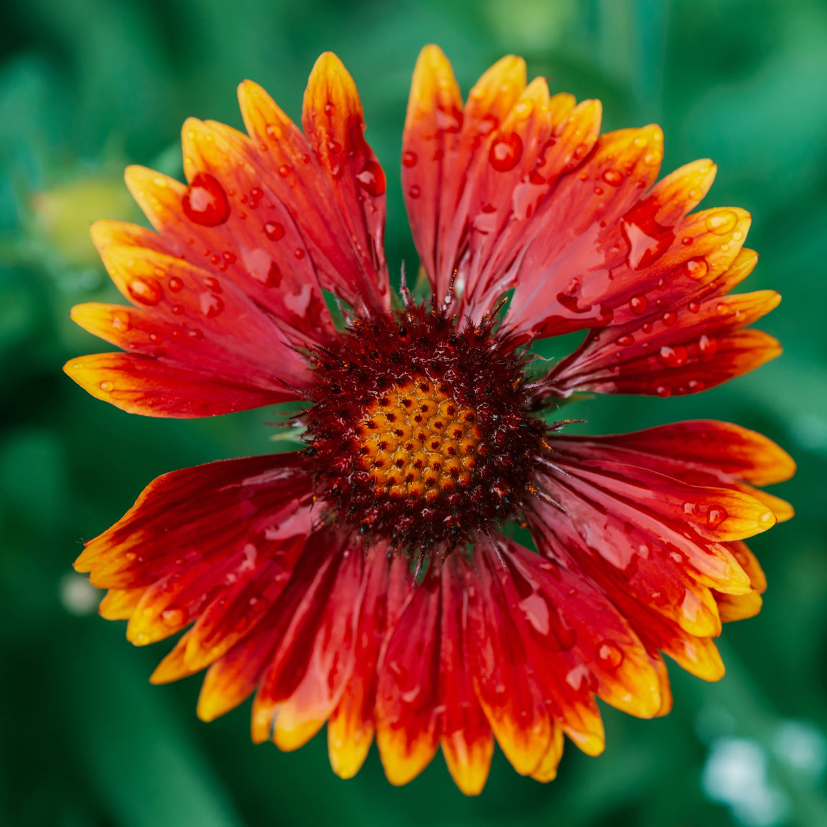 A close-up of Gaillardia - Spintop Orange Halo Improved 2L shows its vibrant red and yellow pointed petals with water droplets, set against a blurred green background. This drought-tolerant perennial attracts pollinators.