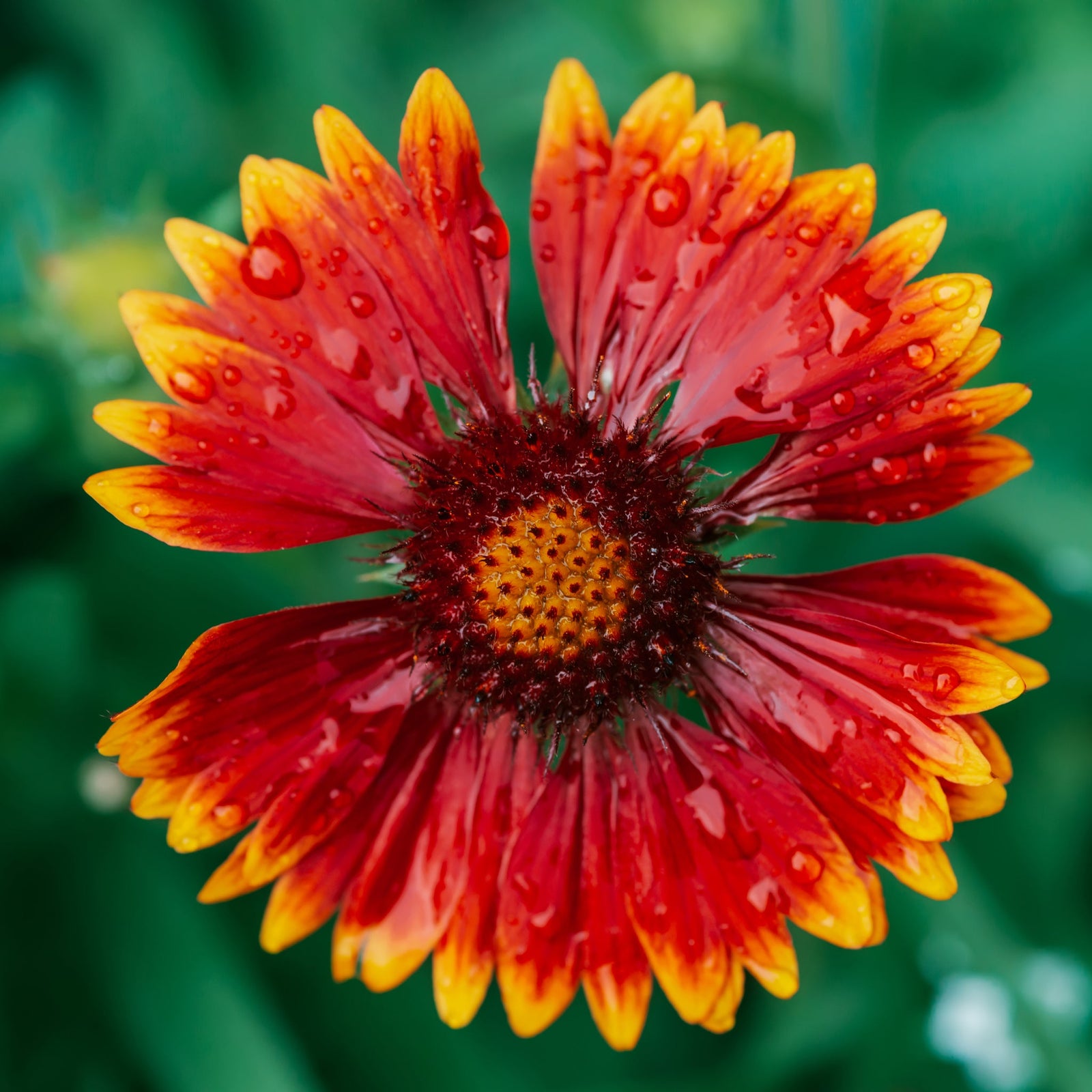 A close-up of Gaillardia - Spintop Orange Halo Improved 2L shows its vibrant red and yellow pointed petals with water droplets, set against a blurred green background. This drought-tolerant perennial attracts pollinators.