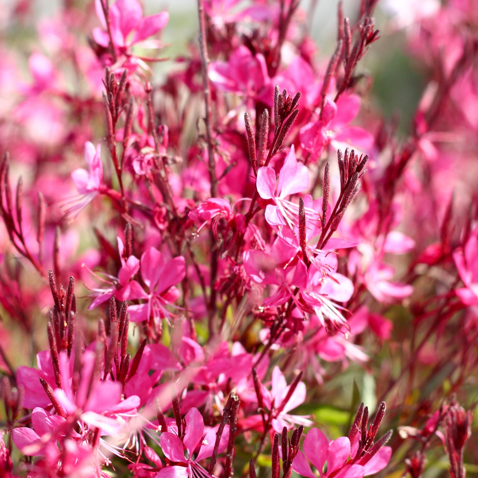 Gaura 'Gaudi Pink' 1.5L