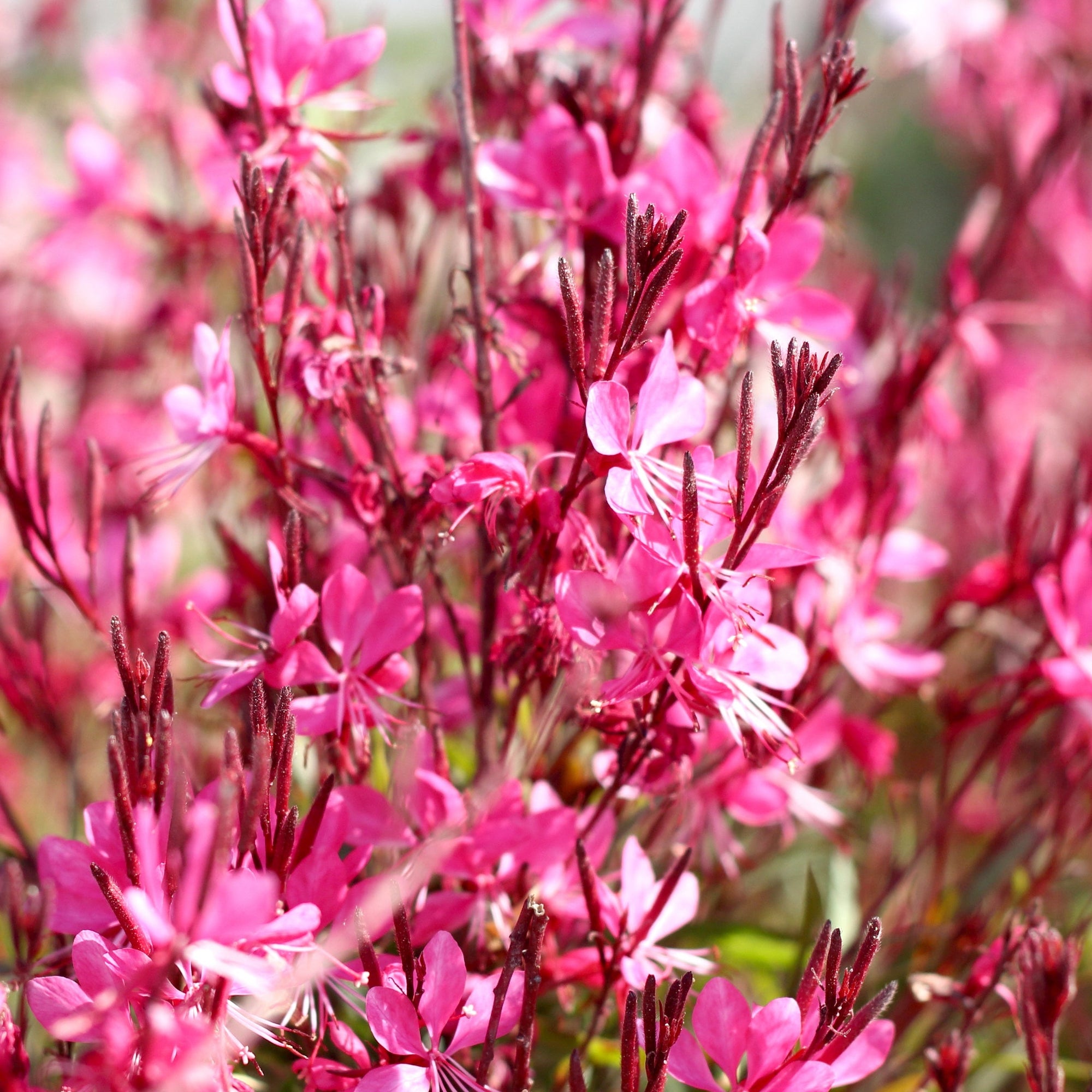 Gaura 'Belleza Pink' 2L