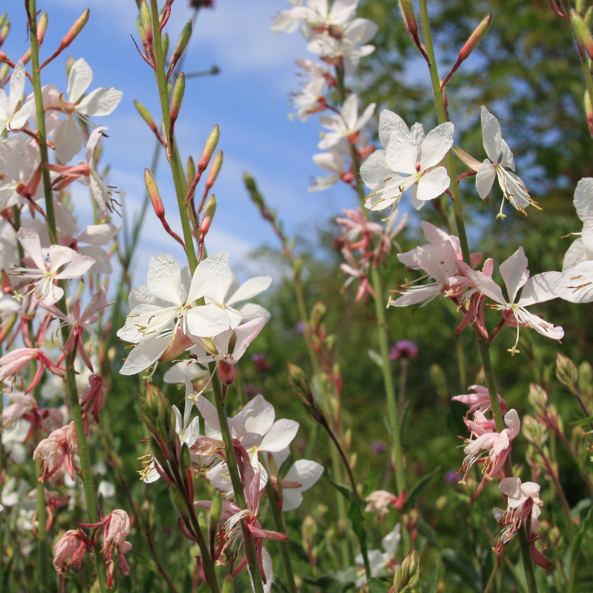 Gaura &#39;Belleza White&#39; 2L features delicate white, star-shaped flowers on long stems, blooming outdoors among green foliage and under blue skies. This perennial is both beautiful and drought tolerant.