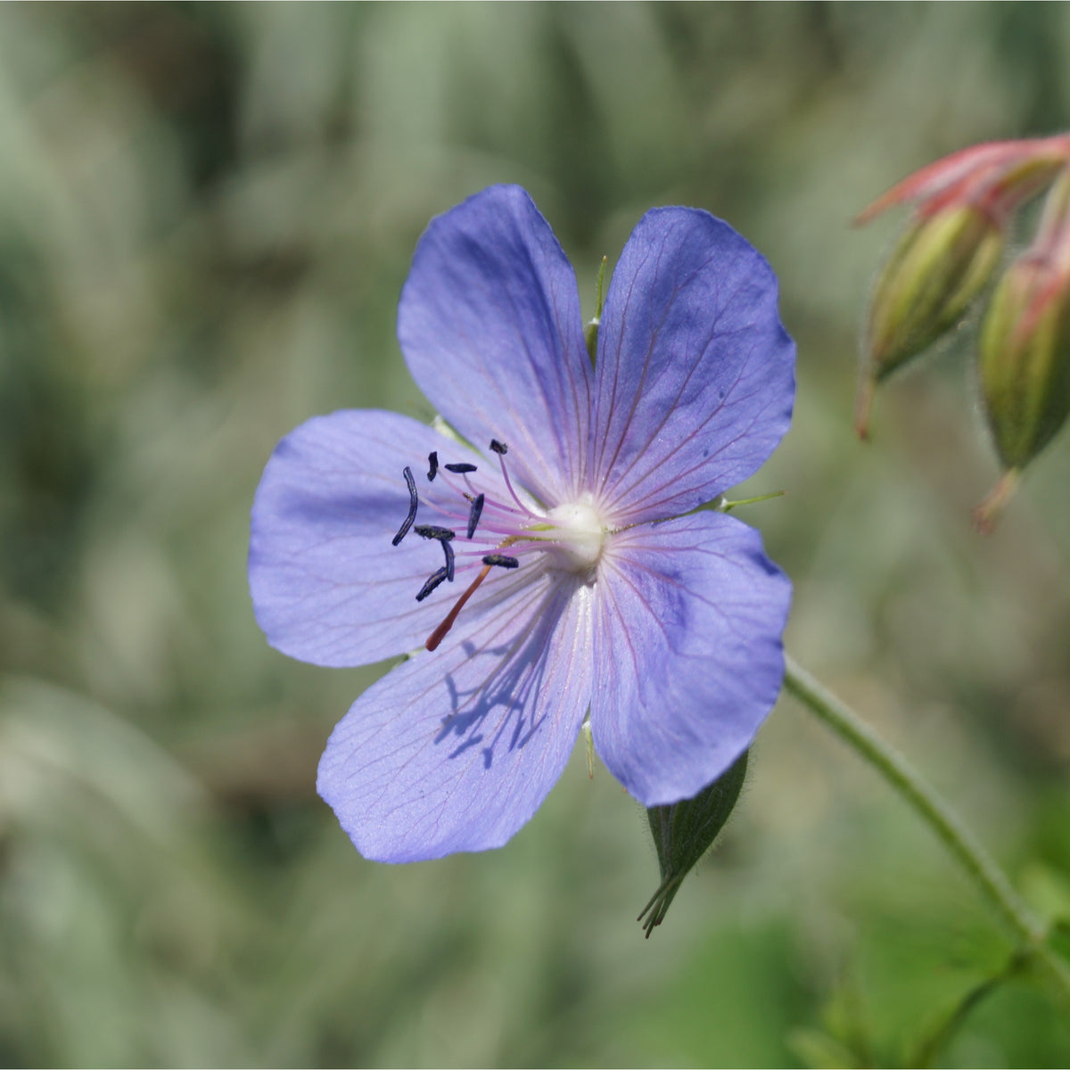 Geranium &#39;Johnson&#39;s Blue&#39; 9cm/2L/3L